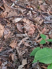 Lithobates sylvaticus image