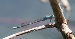 Enallagma carunculatum