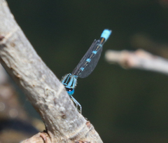Enallagma carunculatum