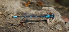 Enallagma carunculatum