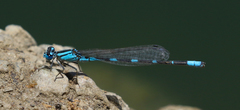 Enallagma carunculatum
