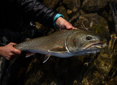 Salvelinus confluentus