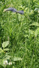 Phyteuma persicifolium