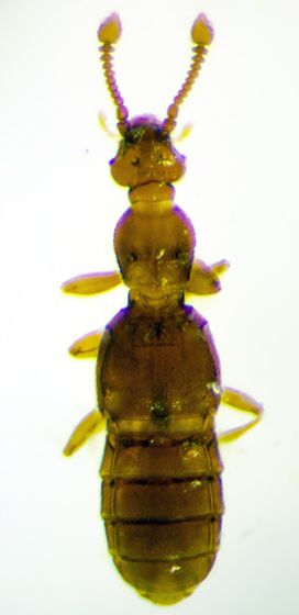 Eutyphlus