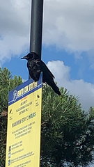 Corvus corone