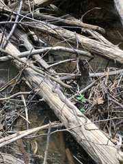 Nerodia sipedon