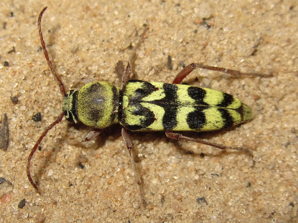 Echinocerus