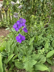 Delphinium consolida
