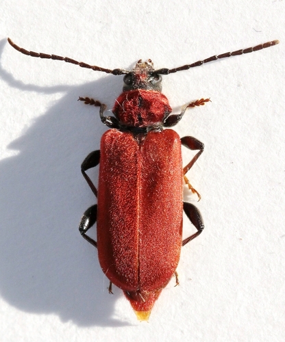 Rothaarbock