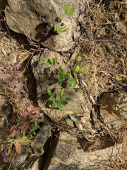 Lathyrus laetiflorus alefeldii