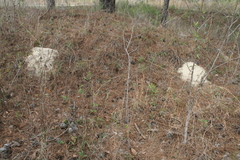 Geomys pinetis