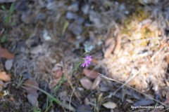 Silene scabriflora
