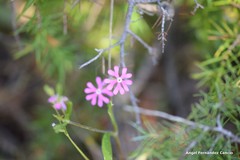 Silene scabriflora