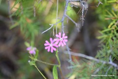 Silene scabriflora