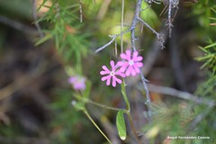 Silene scabriflora
