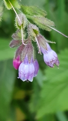 Symphytum × mosquense