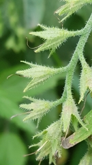 Symphytum × mosquense