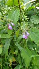 Symphytum × mosquense