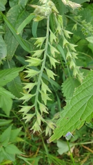 Symphytum × mosquense