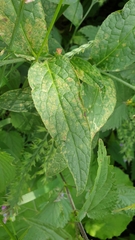 Symphytum × mosquense