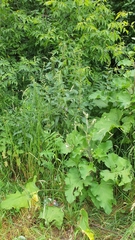 Symphytum × mosquense