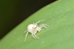Chira