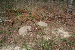 Geomys pinetis
