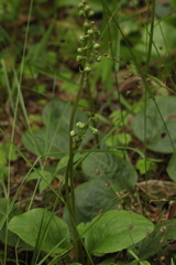 Pyrola media