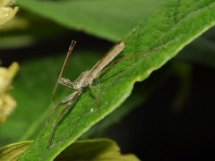 Epidaus