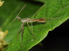 Epidaus