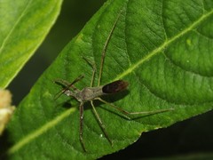 Epidaus
