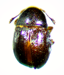 Euxenus punctatus
