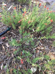 Penstemon pinifolius
