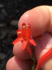 Penstemon pinifolius