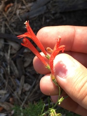 Penstemon pinifolius