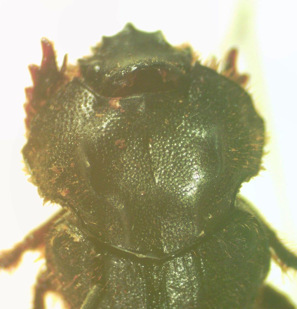 Neoathyreus planatus
