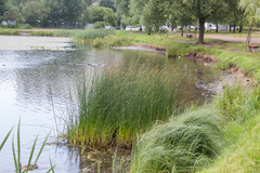 Schoenoplectus lacustris