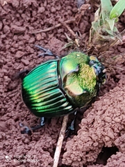 Phanaeus amithaon