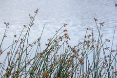 Schoenoplectus lacustris