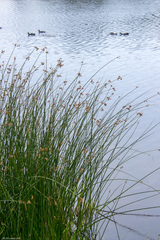 Schoenoplectus lacustris