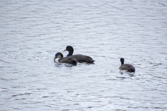 Fulica atra