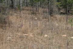 Geomys pinetis