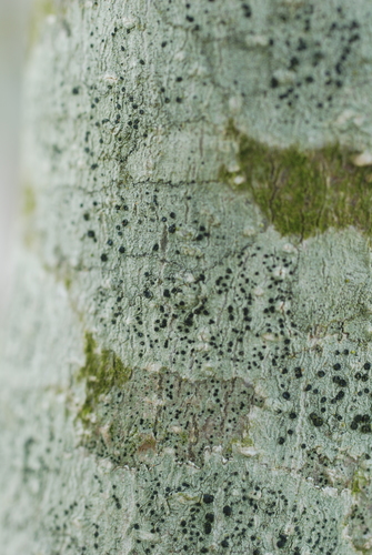 Rusvoji skyvytė nuotrauka