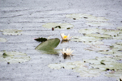 Nymphaea
