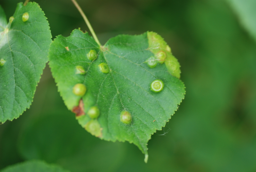 Linden gall midge