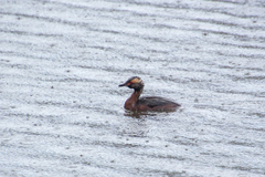Podiceps auritus