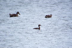 Podiceps auritus