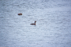 Podiceps auritus