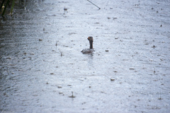 Podiceps auritus