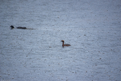 Podiceps auritus